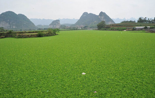 氨氮、磷超标